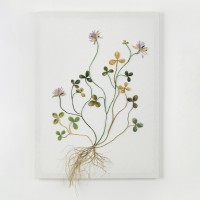  Laurentine PERILHOU - Les Trèfles